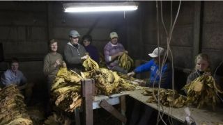 Aprovado parecer favorável ao PL da classificação do tabaco na propriedade