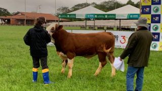Regulamento para a exposição de animais na Expointer é divulgado pela Secretaria Estadual da Agricultura