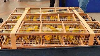 Polícia apreende 300 pássaros em mala de homem no aeroporto