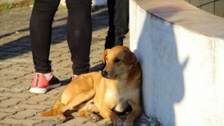 Conheça Tobias, o cachorro caramelo que conquistou os moradores de Cerro Grande do Sul
