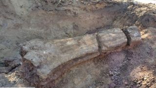 Tronco fossilizado com mais de 200 milhões de anos é encontrado durante obras em rodovia no interior do RS