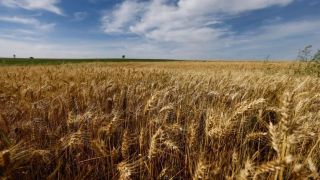 Brasil pode produzir 1,5 milhão de toneladas a mais de trigo, projeta associação