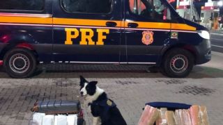 Com auxílio de cães farejadores, PRF encontra 30 quilos de drogas em dois ônibus