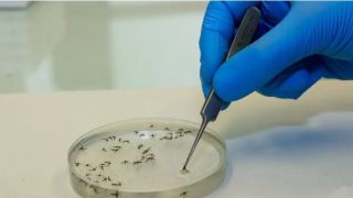 Rio Grande do Sul começa a implantar novas estratégias de controle do mosquito da dengue