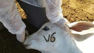 Projeto busca proibir a marcação a ferro em animais