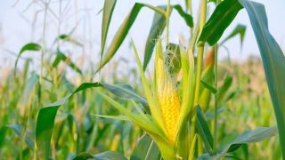 Exportação de milho aumenta preços melhoram