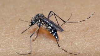 Rio Grande do Sul apresenta mais casos suspeitos de dengue do que o esperado para a época do ano
