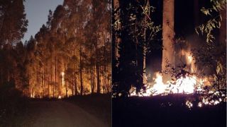 Incêndio atinge novamente reflorestamento da cmpc celulose no interior de Dom Feliciano