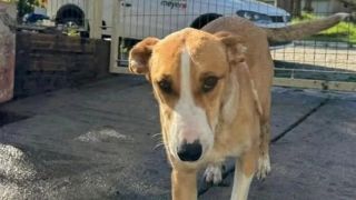🐶 Desaparecida: Cadela Amora