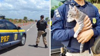 Homem é preso por abandonar gato na beira da BR-116, no RS
