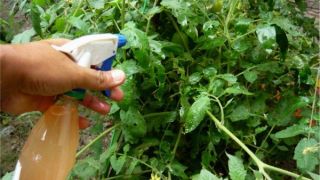 Oficina de Caldas Orgânicas para tratamentos de plantas será realizado durante as atividades festivas em louvor a Padroeira de Dom Feliciano