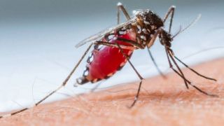 Dom Feliciano tem reconhecimento da 2 º Coordenadoria Regional de Saúde no Combate ao AEDES