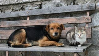 Vereador Osvair faz pedido de providências quanto aos animais de rua