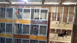 Patram resgata 120 aves em cativeiro em Sapucaia do Sul