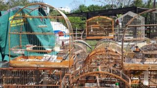 85 pássaros ameaçados de extinção são apreendidos em residência de Novo Hamburgo