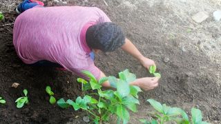 Mutirão faz plantação na Horta Agroecológica 