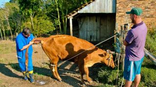 Cerca de 25 inseminações artificiais por mês são feitas em bovinos através da Secretaria de Agricultura