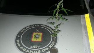Homem é preso transportando pé de maconha em Camaquã