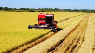 Produtores de arroz do RS contabilizam prejuízos após clima ruim