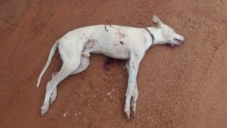 CÃES SÃO ENCONTRADOS MORTOS A TIROS NA ERS-350