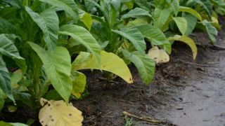 Excesso de umidade causa perdas de folhas de tabaco nas lavouras