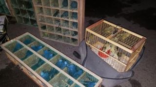 PRF prende homem com quase 100 animais silvestres em Barra do Ribeiro