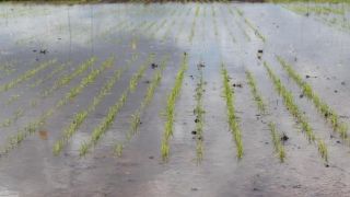 Chuva atrasa plantio do arroz no RS e potencial produtivo pode ser comprometido 