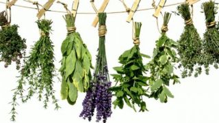 Prefeitura promove curso gratuito de Farmácia Popular: plantas medicinais.