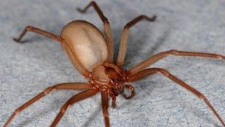 Calor aumenta incidência de aranhas-marrons no Estado e inspira cuidados com a saúde