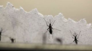 Verão é propício para alta de casos de dengue, chikungunya e zika; veja como prevenir