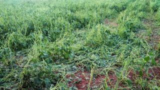 Granizo espalha destruição em mais de 400 hectares de soja no Paraná