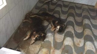 Bandidos invadem canil e matam cinco cachorros à pauladas em Encruzilhada do Sul