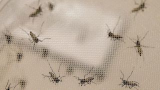 Brasil registra segundo ano com maior número de casos de dengue da história
