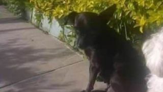 Ajude a encontrar a cachorrinha "Pombinha" 