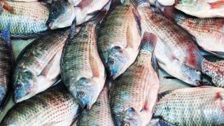 Mais de meia tonelada foi comercializada na Feira do Peixe de Dom Feliciano