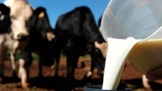 Produtores de leite desistem da atividade por causa dos custos altos