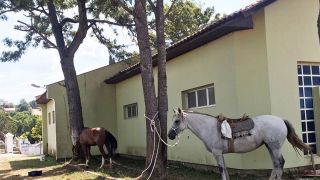 DENÚNCIA: Cavalos são flagrados sendo amansados na Capela Municipal