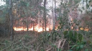 VÍDEOS: Incêndio na beira da ERS-350, na Picada Grande