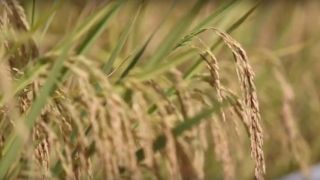 Colheita de arroz está concluída em 25 municípios gaúchos, e agora faltam 70 mil hectares, informa Irga