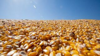 Colheita do milho atinge 87% da área cultivada no RS e produção deve ser 25% maior que safra anterior