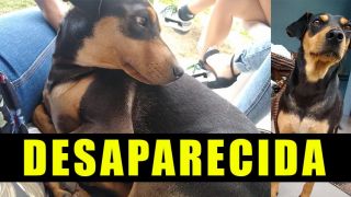 COMPARTILHE: Família Lesnik faz apelo para encontrar cachorra que desapareceu