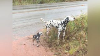 Cachorros estão perdidos na Ponte do Sutil