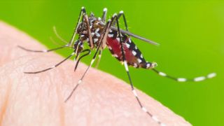 Avanço da dengue no RS preocupa as autoridades
