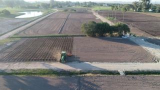Abertura Oficial da Colheita do Arroz tem data e local definidos