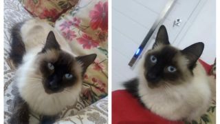 Família procura por gato desaparecido