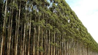 Vereador do PT cria projeto que ‘’ Institui o Programa Municipal de apoio a Agricultura e Reflorestamento’’