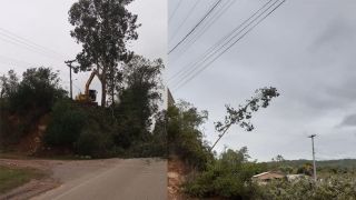 VÍDEO: Prefeitura de Dom Feliciano derruba eucaliptos para evitar acidentes na ERS-350