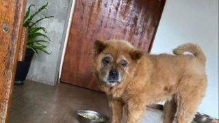 Procura-se: Cachorrinha desaparecida em Dom Feliciano