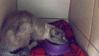 Gata sobrevive 58 dias sozinha em apartamento após morte do dono, em Maringá