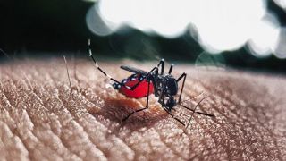 Nova linhagem do vírus da zika está em circulação no Brasil e pode originar epidemia, diz estudo